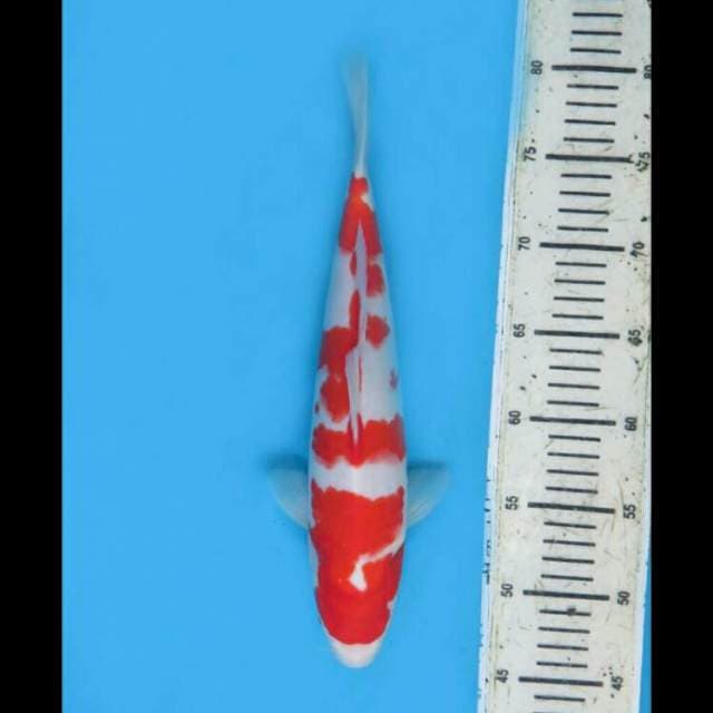 Kohaku Halus Ori - 35cm