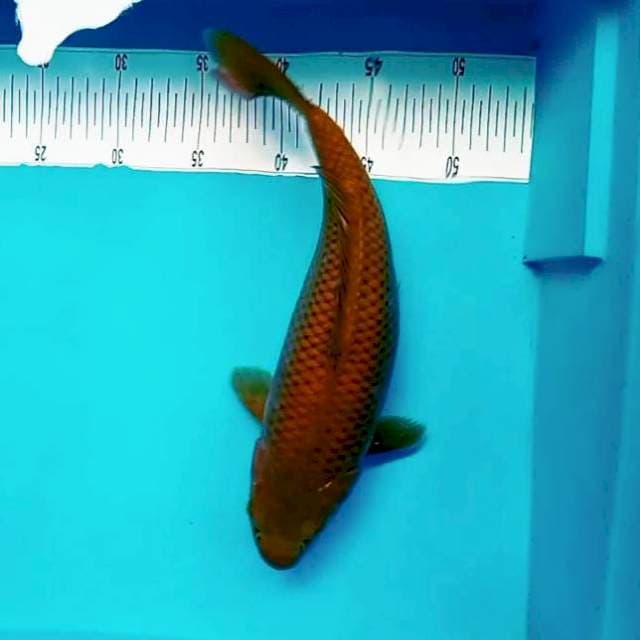 6. Tembaga Mantap || 35 cm