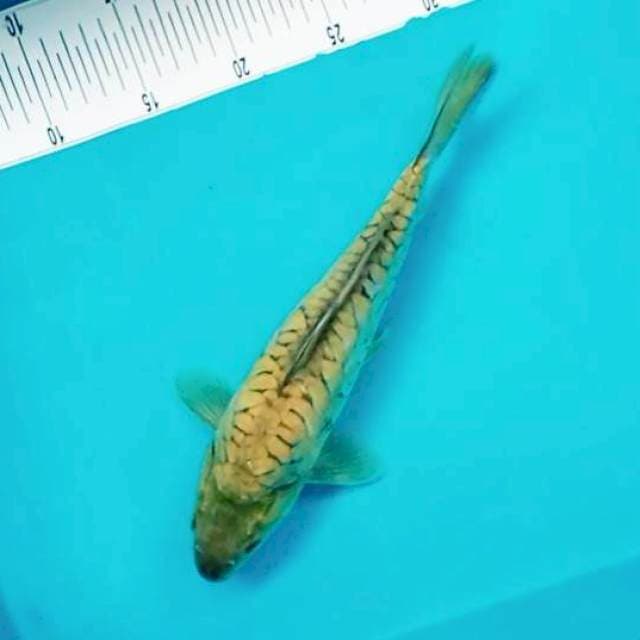 8. Midori Venomancer || 30 cm
