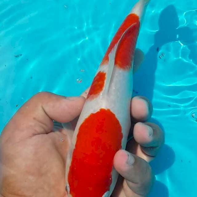 kohaku istimewa 25 bu