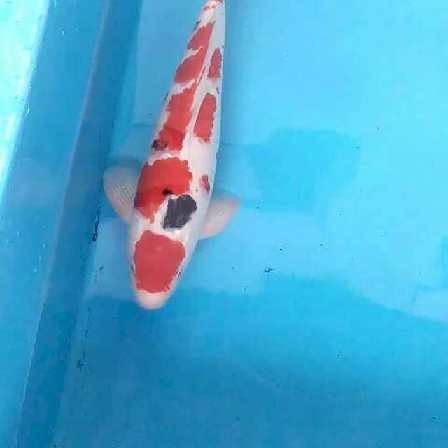 Sanke Ceplok Jantan
