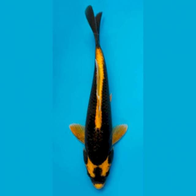 OBRAL~KINKABUTO