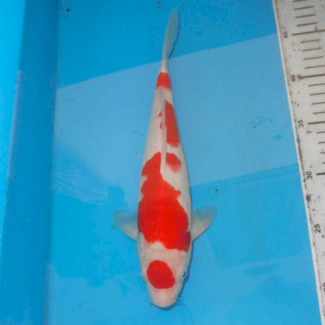 OBRAL~MARUTEN KOHAKU HQ