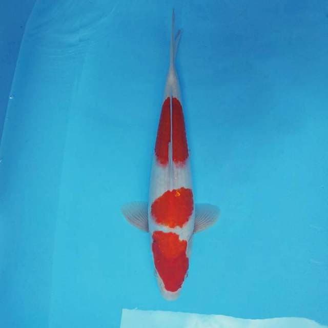 SAKHI 4 - KOHAKU 3 STEPS ®