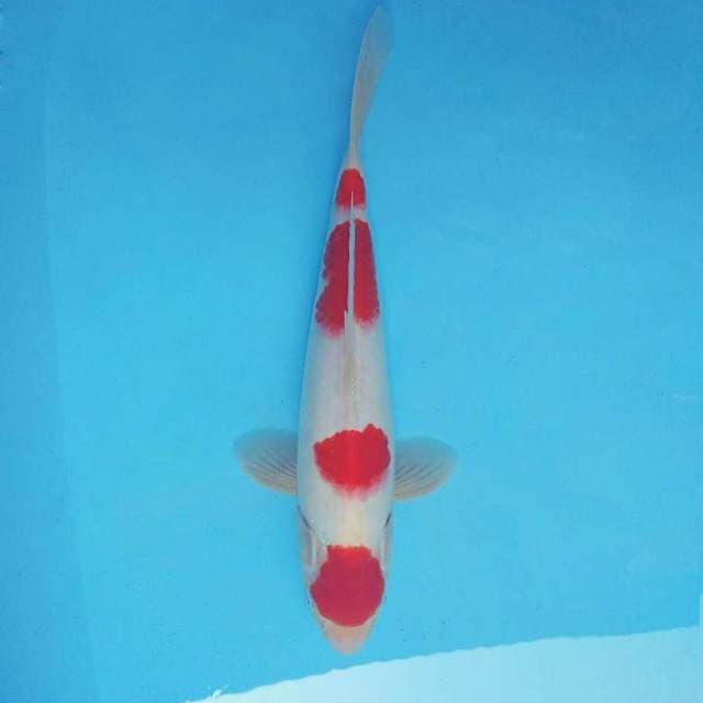 SAKHI 13 - KOHAKU 4 STEPS ®