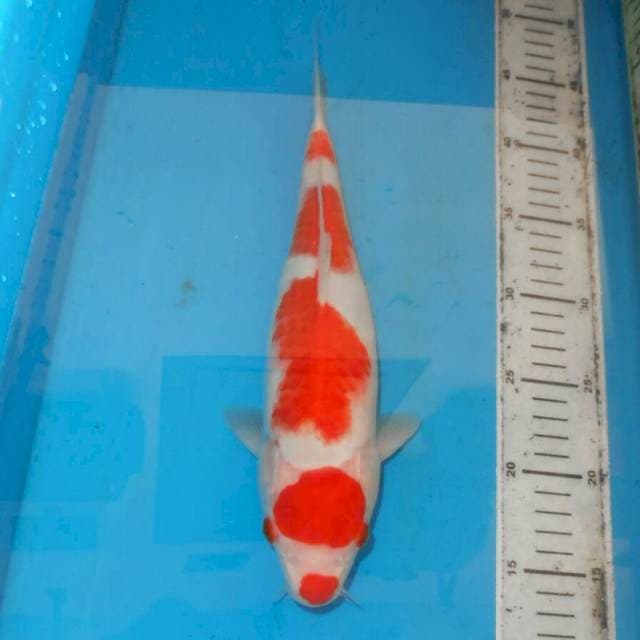 33cm KOHAKU
