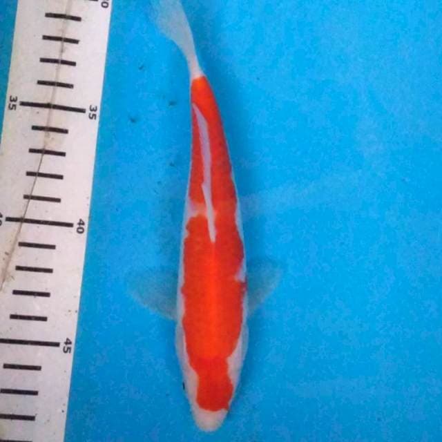 KoHAKU