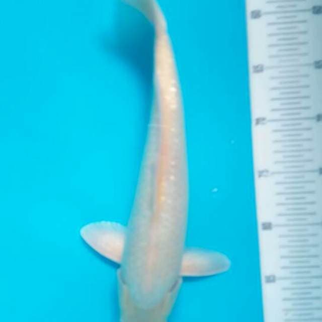 Siromuji ginrin*38cm