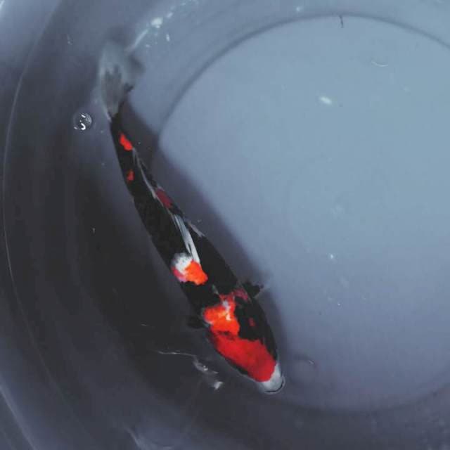 SHOWA 32 CM