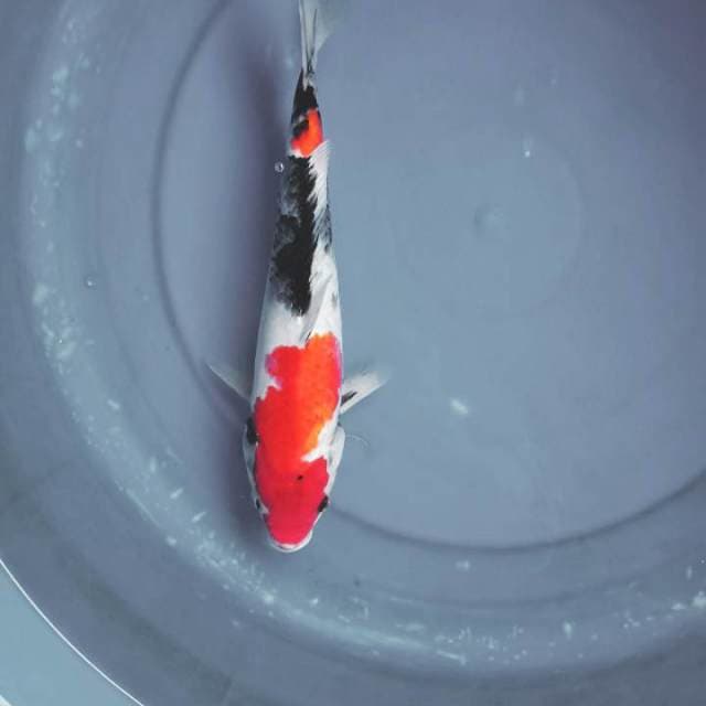SHOWA 30 CM