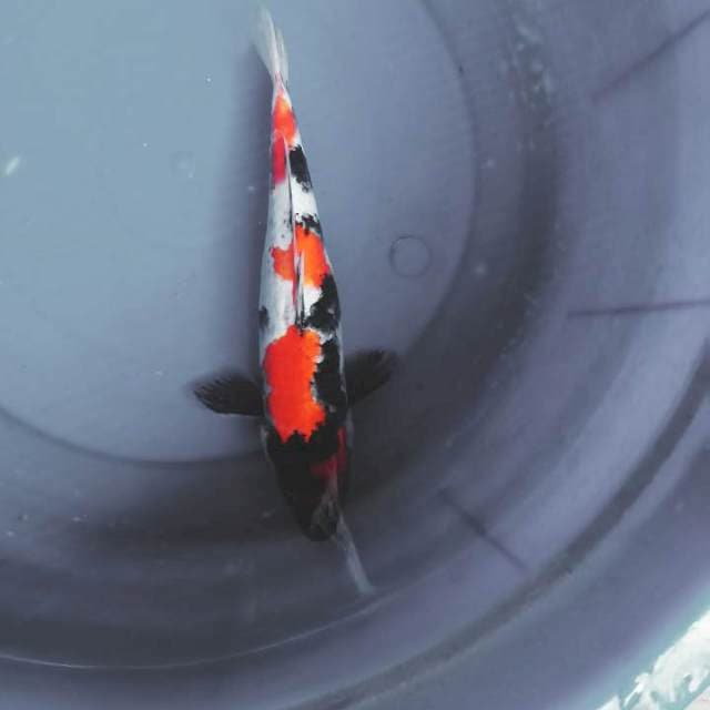 SHOWA 32 CM
