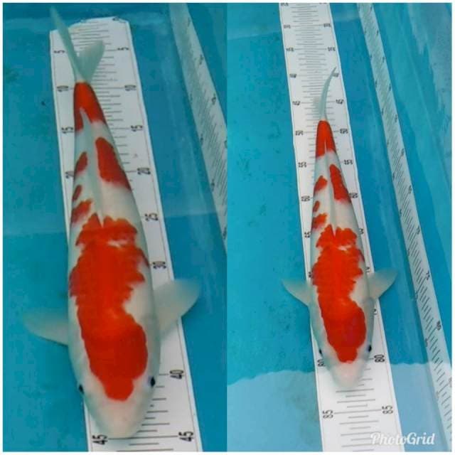 ORIGINAL KOHAKU