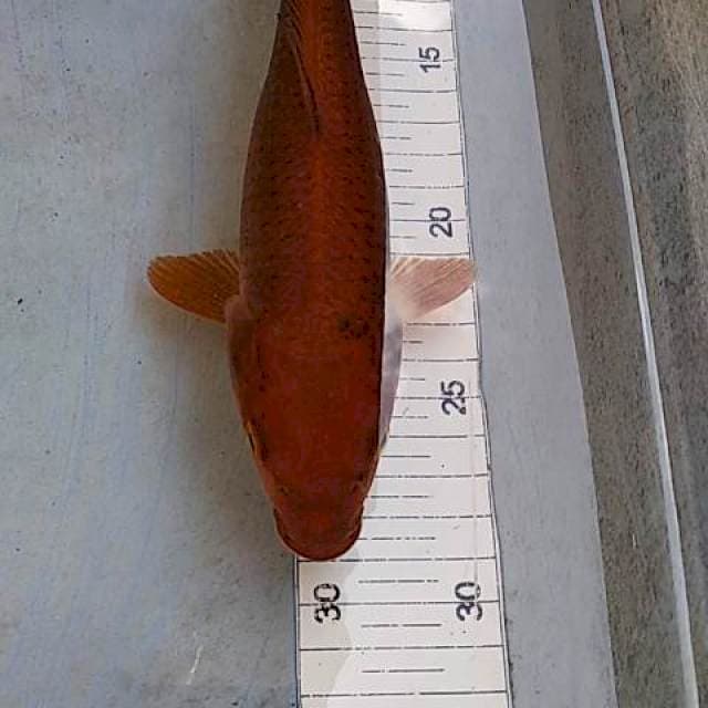 Cagoi tembaga