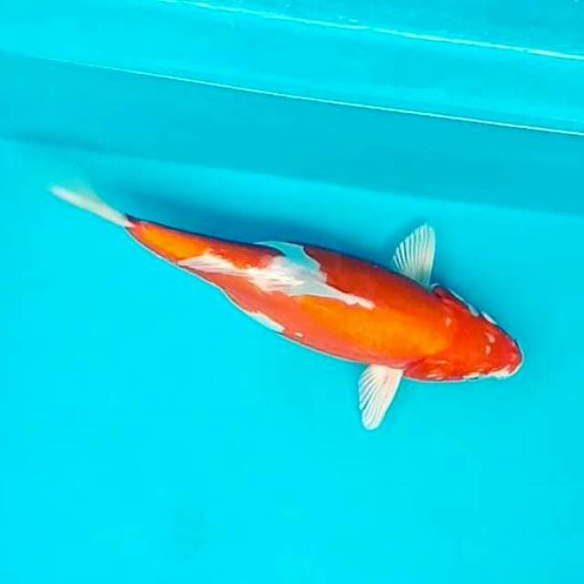 Kikushii*26cm
