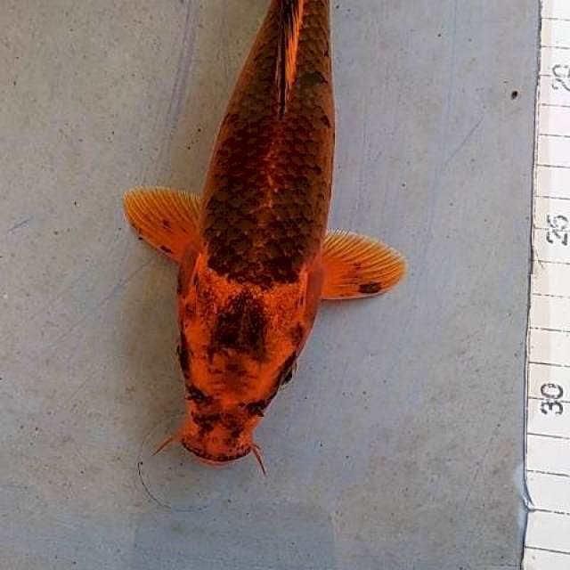 Matshuba