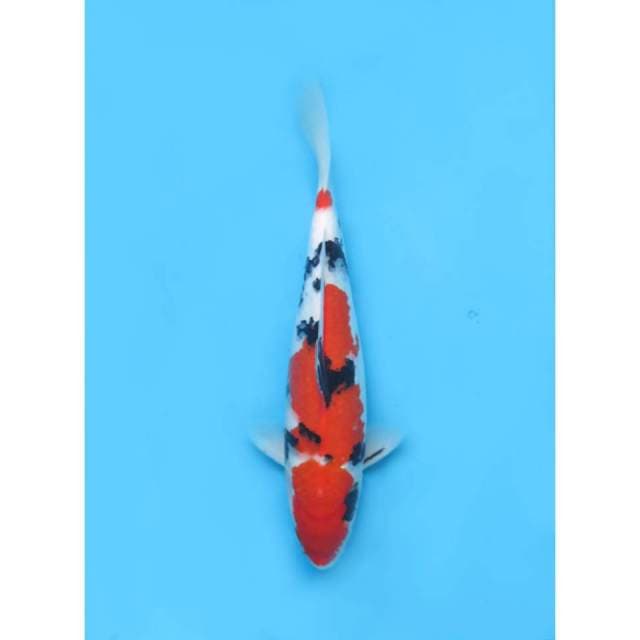 Taisho Sanke HQ 38cm