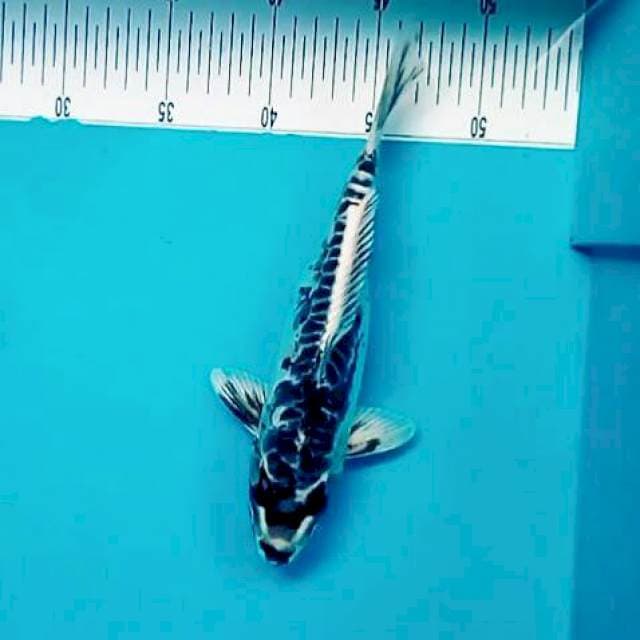 Black kingbar*27cm