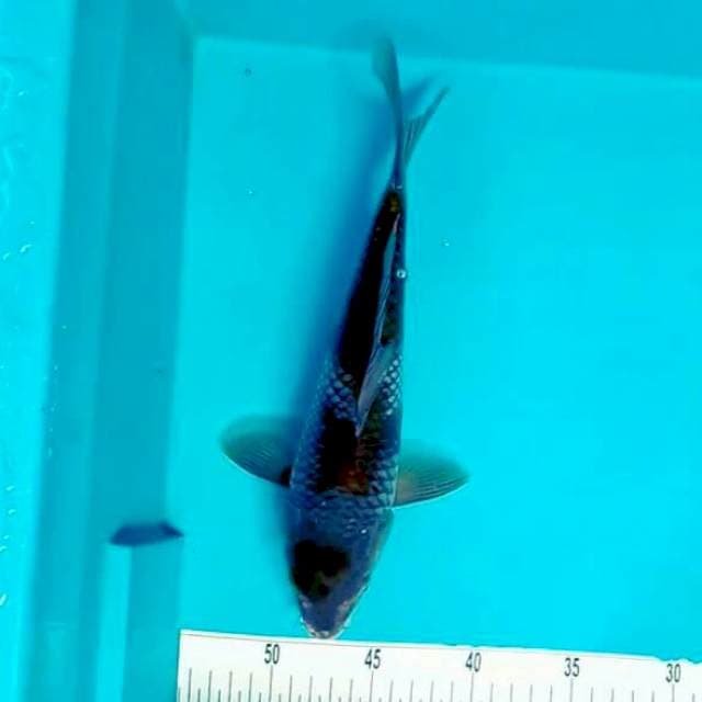 Ochiba*28cm
