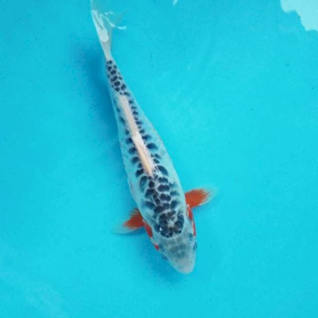 Sisik naga motoaka manis*26cm
