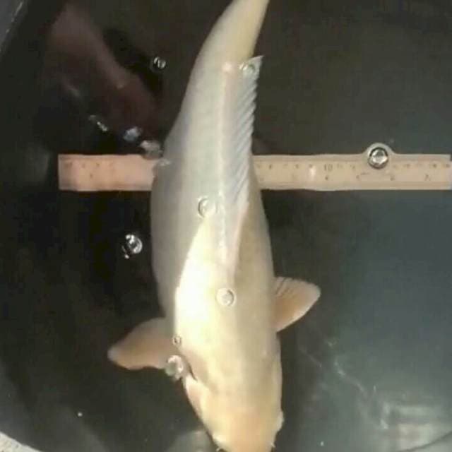 Soragoi jumbo 42cm