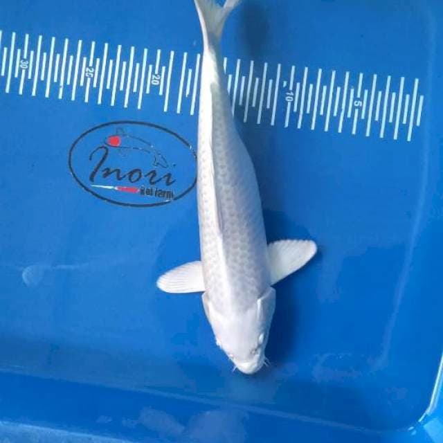Platinum 28cm