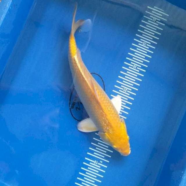Karasi 29cm