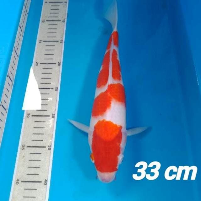 Kohaku 33 cm