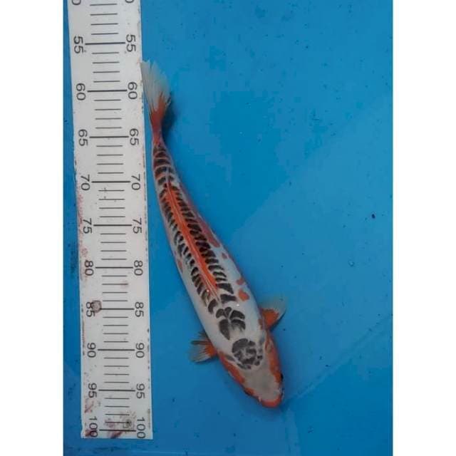 Shusui bahenol 40cm