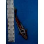 Shusui bahenol 40cm
