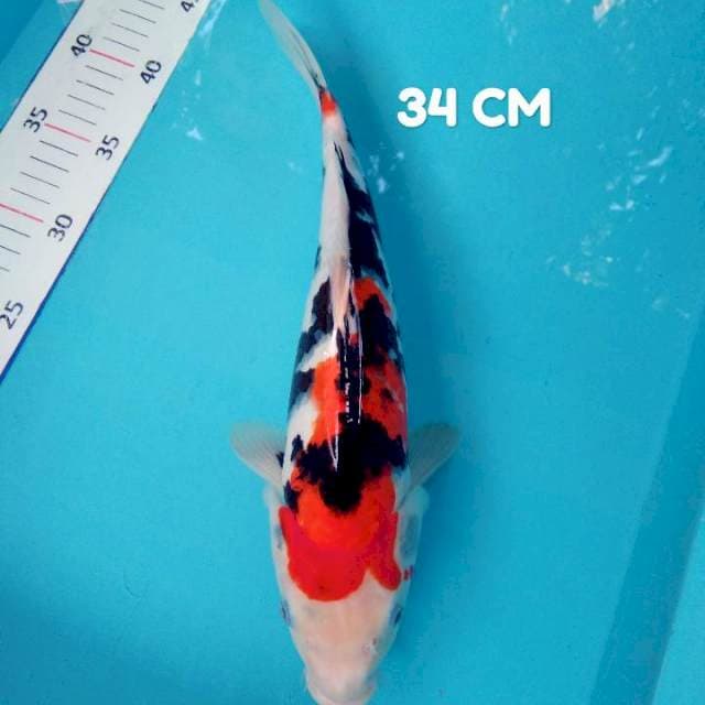 SaNke 34 CM ๐