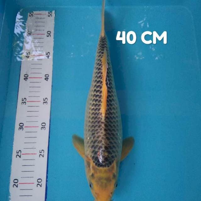 Asagi 40 cm male