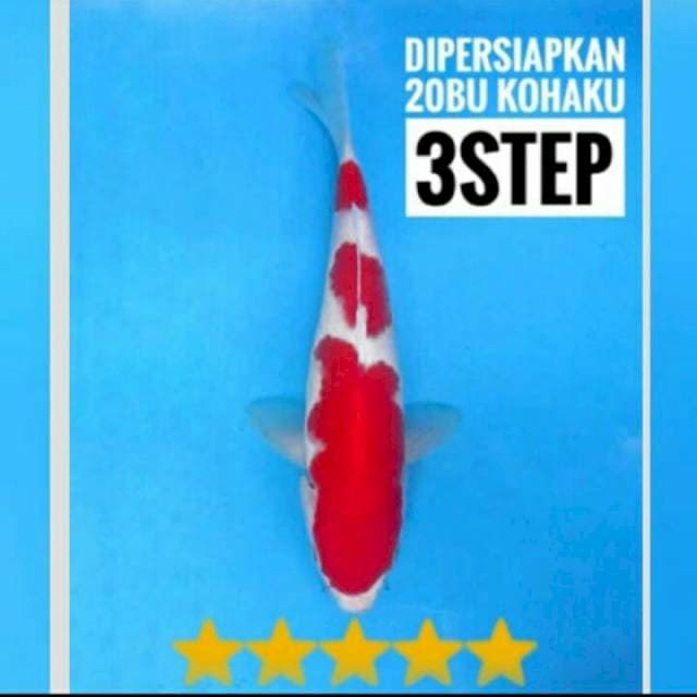 Super kohaku 20bu