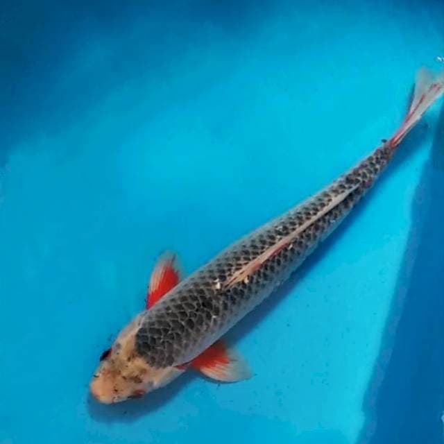 Asagi male 36 cm