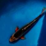 Asagi male 36 cm