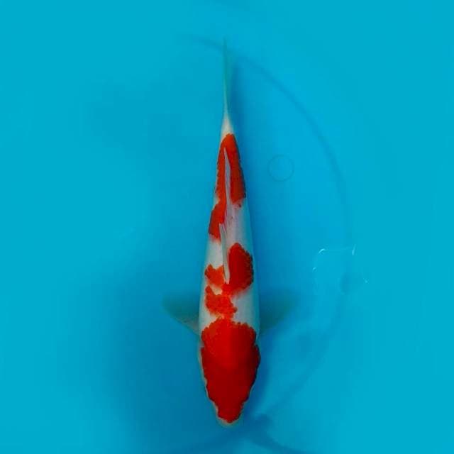 Kohaku 30cm