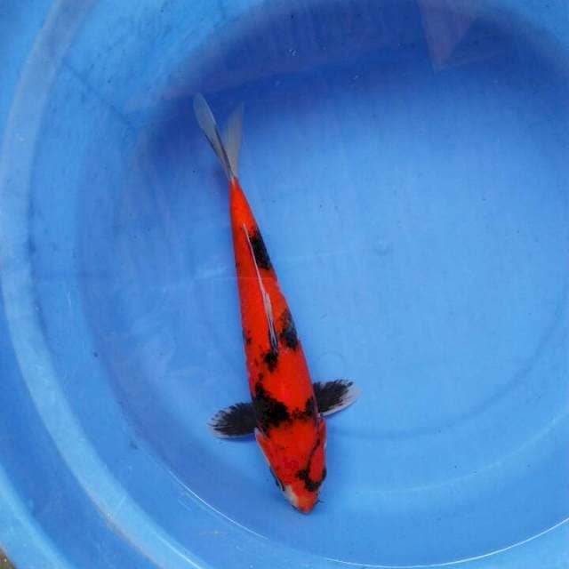Hishowa 27cm