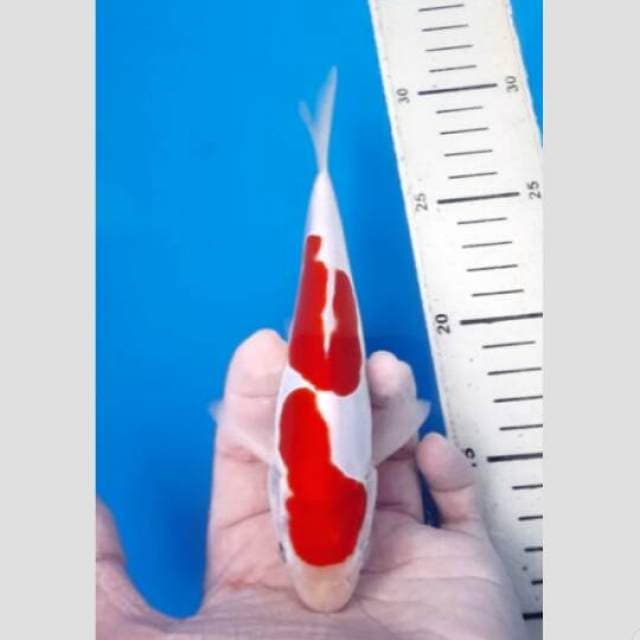kohaku doit super 20cm