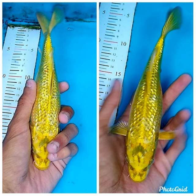Golden ginrin