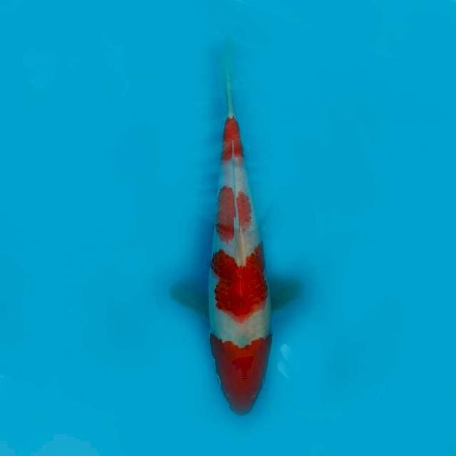 27CM - KOHAKU