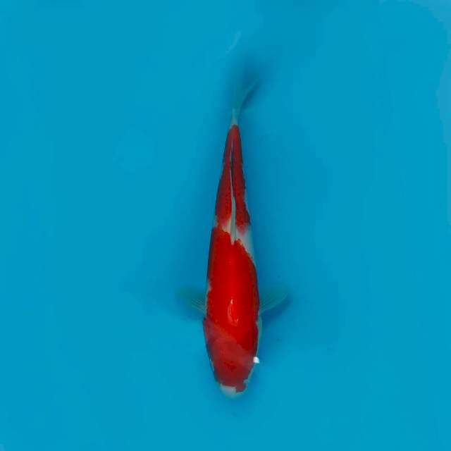 27CM - KOHAKU