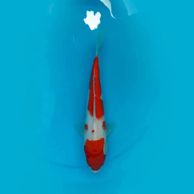 30CM - KOHAKU