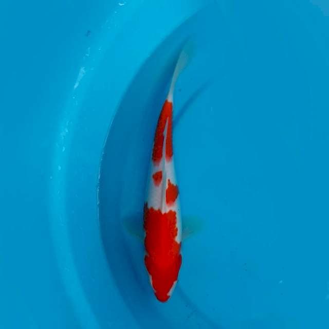 KOHAKU ORI - 25CM