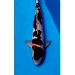 Ghoromo ori 35cm