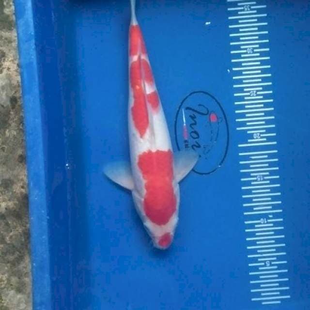 Kohaku 30cm