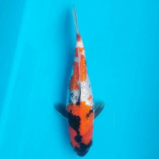 BS57 ShoGin Imut