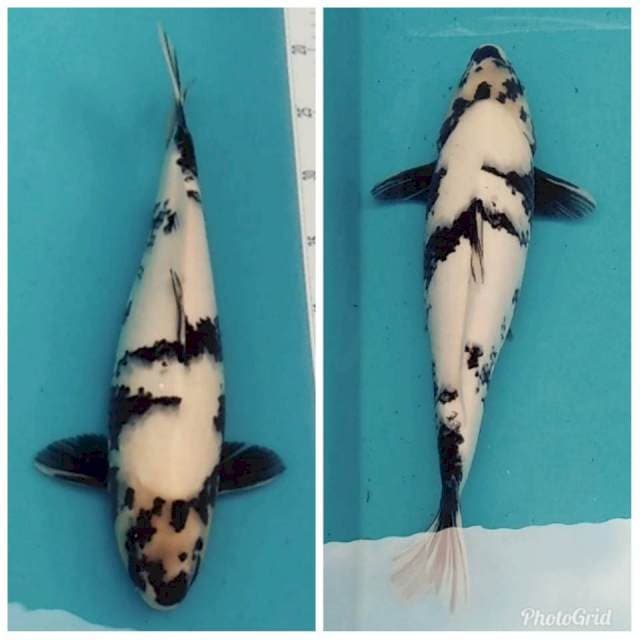 SHIRO PUNUK