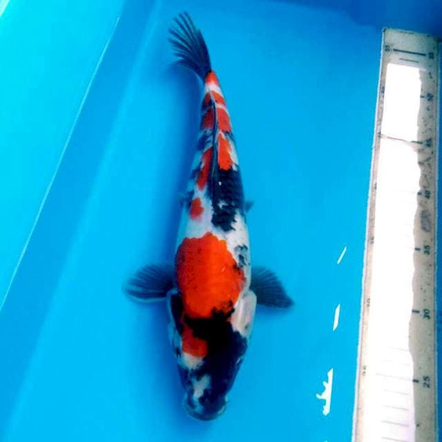 SHOWA BST 33CM FEMALE