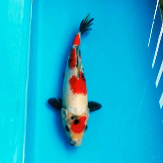 SHOWA MARUTEN BAHAN 22CM FEMALE