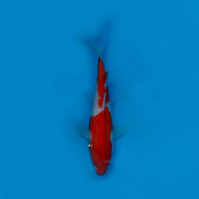 25CM - KOHAKU