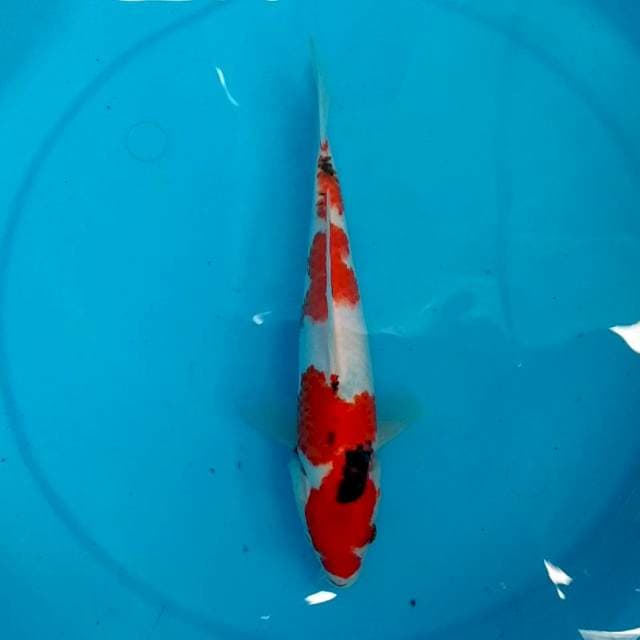 26CM - SANKE